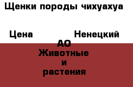 Щенки породы чихуахуа › Цена ­ 15 000 - Ненецкий АО Животные и растения » Собаки   . Ненецкий АО